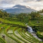 Subak Juwuk Manis Ubud, Pesona Sawah Hijau dan Jalur Trekking di Bali