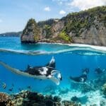 Manta Point Nusa Penida, Tempat Bertemu Pari Manta di Perairan Bali
