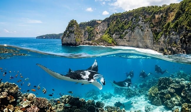 Manta Point Nusa Penida, Tempat Bertemu Pari Manta di Perairan Bali