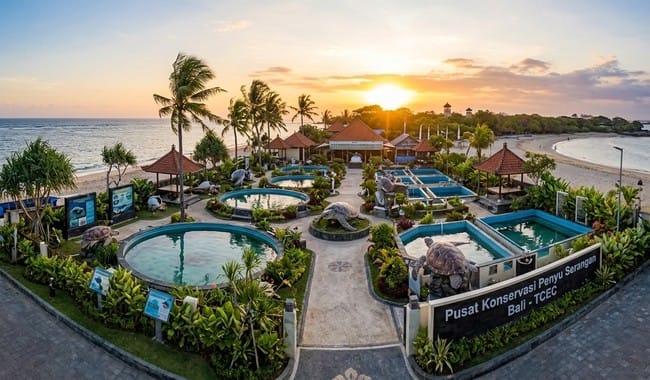 Turtle Conservation Bali Mengenal Pelestarian Penyu dan Kehidupan Laut